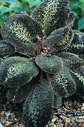 margas Vidinis augalai Bertolonia, Jewel Augalų  nuotrauka