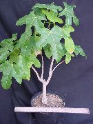 ���������� Brachychiton acerifolius 