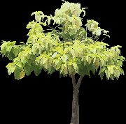 Pisonia hell-grün Pflanze