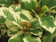 Pisonia pestriț Plantă
