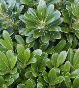 Japonijos Lauro, Pittosporum Tobira žalias augalas