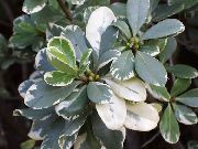 Laurel Japoneză, Pittosporum Tobira pestriț Plantă