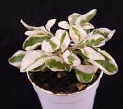 Альтернантера Alternanthera ficoidea 'Snowball'