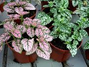 variegado Plantas de interior Polka Dot Plant (Hypoestes phyllostachya) foto