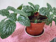 шаролик  Фиттониа, Нерв Биљка (Fittonia) фотографија