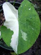 стракаты Хатнія расліны Колоказия (Colocasia) фота