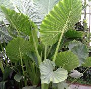 Колоказия Колоказия - Colocasia