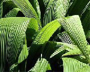 зелен Стайни растения Curculigo, Палмово Трева  снимка