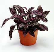 Стробилантес Стробилантес Дайера - Strobilanthes dyerianus