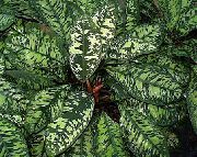 ���������� ���������� - Homalomena wallisii 