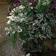 строкатий Домашні рослини Зебрина (Zebrina) фото