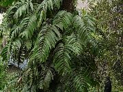зелен Стайни растения Плочката За Растителна (Rhaphidophora) снимка