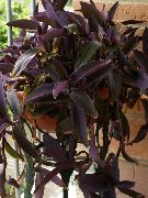 红葡萄酒 室内植物 紫色的心脏流浪的犹太人 (Setcreasea) 照片