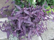 紫 室内植物 紫色的心脏流浪的犹太人 (Setcreasea) 照片