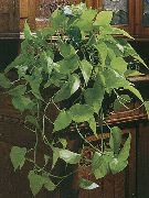 Epipremnum зелен Растение