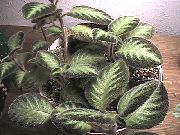 pilkullinen Huonekasvit Liekki Violetti, (Episcia) kuva