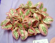pilkullinen Huonekasvit Liekki Violetti, (Episcia) kuva