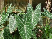 ποικιλόχρους φυτά εσωτερικού χώρου Malanga, Yautia (Xanthosoma) φωτογραφία