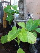 Ksantozoma жарығы жасыл Өсімдіктер