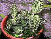 Макодес Макодес Петола - Macodes petola