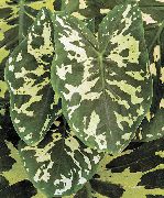 tarkabarka Szobanövények Elefántok Fül (Alocasia) fénykép