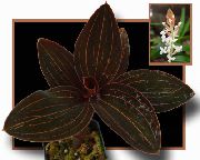 Juvel Orkide brun Plante