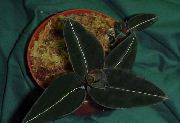 қараңғы жасыл Үй Өсімдіктер Ludiziâ (Ludisia) фото