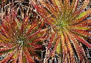 червен Стайни растения Фея Ангел (Hechtia) снимка