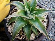 тамно-зелен Затворени погони Дицкиа (Dyckia) фотографија
