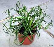 Lelija Dangoms žalias augalas