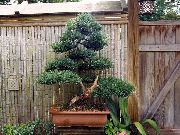 tumeroheline Toataimed Jaapani Jugapuu (Podocarpus) foto