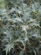 srebrno Sobne Rastline Čaj Olive (Osmanthus) fotografija