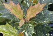 шаролик Затворени погони Чај Маслиново (Osmanthus) фотографија