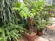 zelená Pokojové rostliny Florida Arrowroot (Zamia) fotografie