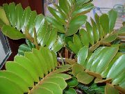 zelená Pokojové rostliny Florida Arrowroot (Zamia) fotografie