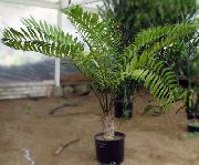 Замия Zamia