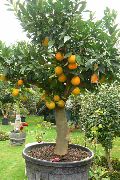 zielony Rośliny domowe Pomarańczowy (Citrus sinensis) zdjęcie