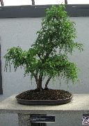 Криптомерия Cryptomeria
