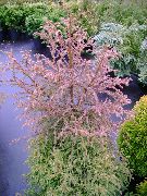 Cryptomeria червен Растение