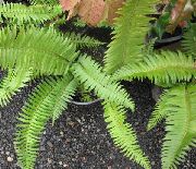 Многорядник Polystichum