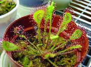 світло зелений Домашні рослини Росичка (Drosera) фото