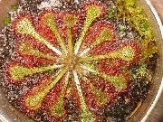 жарығы жасыл Үй Өсімдіктер Rosânka (Drosera) фото