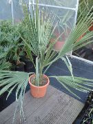 зелен Стайни растения Sabal  снимка