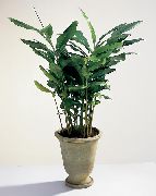 зелен Стайни растения Cardamomum, Elettaria Cardamomum  снимка
