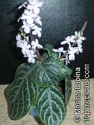 Chamaeranthemum, India Rastlin pestra Rastlina