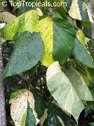 Fire Dragon Acalypha, Hoja De Cobre, Copper Leaf variegado Planta
