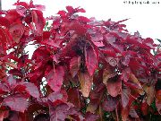 Feuerdrache Acalypha, Hoja De Cobre Kupferblatt rot Pflanze