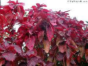 Огън Дракон Acalypha, Hoja Де Кобре, Мед Листа червен Растение