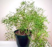 Asparagus verde Planta