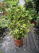 Бересклет (Эвонимус) Euonymus japonica aureus